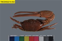 藏品(弧邊管招潮蟹)的圖片